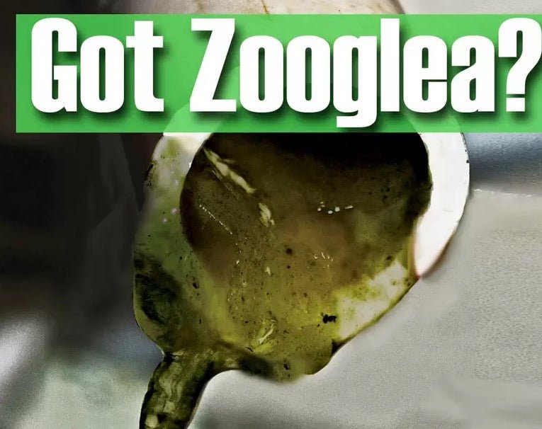 Zooglea formation in AC drain line: A gel-like substance accumulating in a drain pipe.